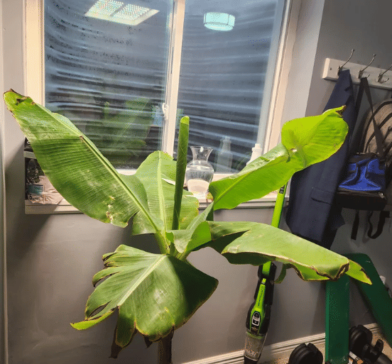 potret pohon pisang ditanam di dalam rumah (reddit.com/altec777777)