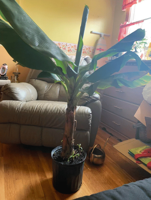 potret pohon pisang ditanam di dalam rumah (reddit.com/maddddiie)