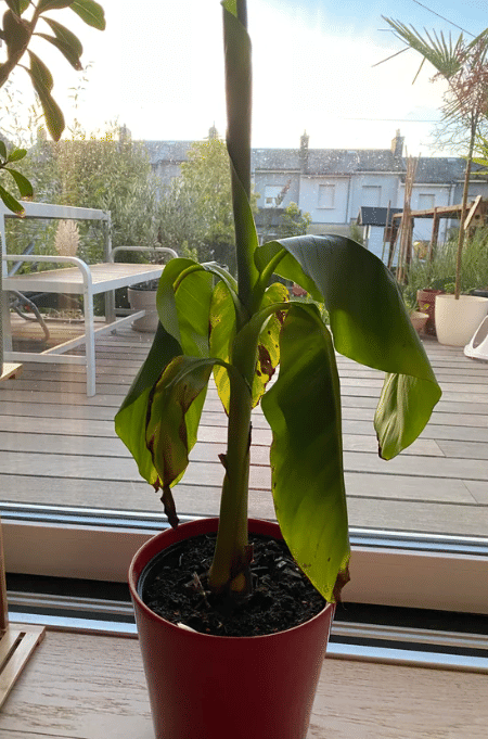 potret pohon pisang ditanam di dalam rumah (reddit.com/Fun_Substance1047)