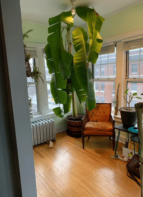 potret pohon pisang ditanam di dalam rumah (reddit.com/olddevilwind)