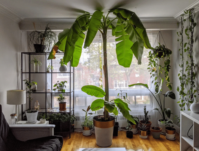 potret pohon pisang ditanam di dalam rumah (reddit.com/Jonyvilly)