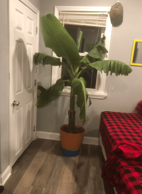 potret pohon pisang ditanam di dalam rumah (reddit.com/WeekendWarior)