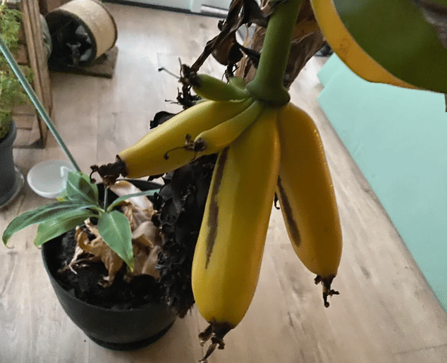 potret pohon pisang ditanam di dalam rumah (reddit.com/Dorareen)