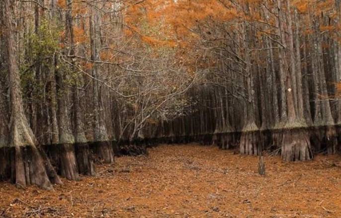 potret kocak hal bikin merinding di hutan (reddit.com/deleted)