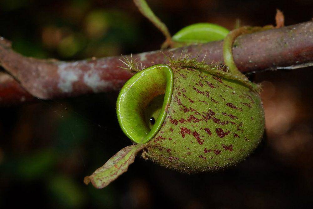 ilustrasi Nepenthes (commons.wikimedia.org/Abusalwasalmanshakila)