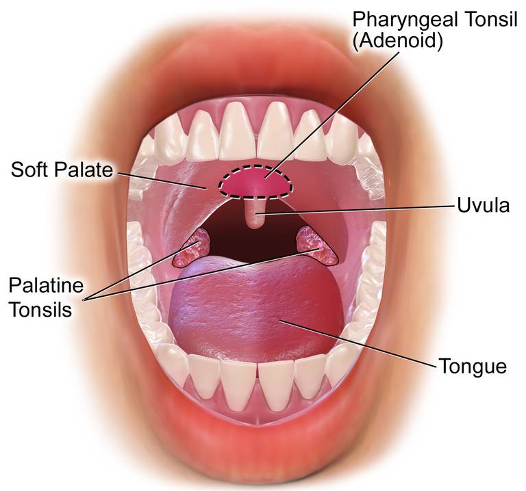 ilustrasi amandel (commons.wikimedia.org/BruceBlaus)