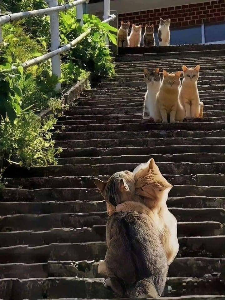 potret lucu gerombolan kucing di tangga (twitter.com/ShouldHaveCat)