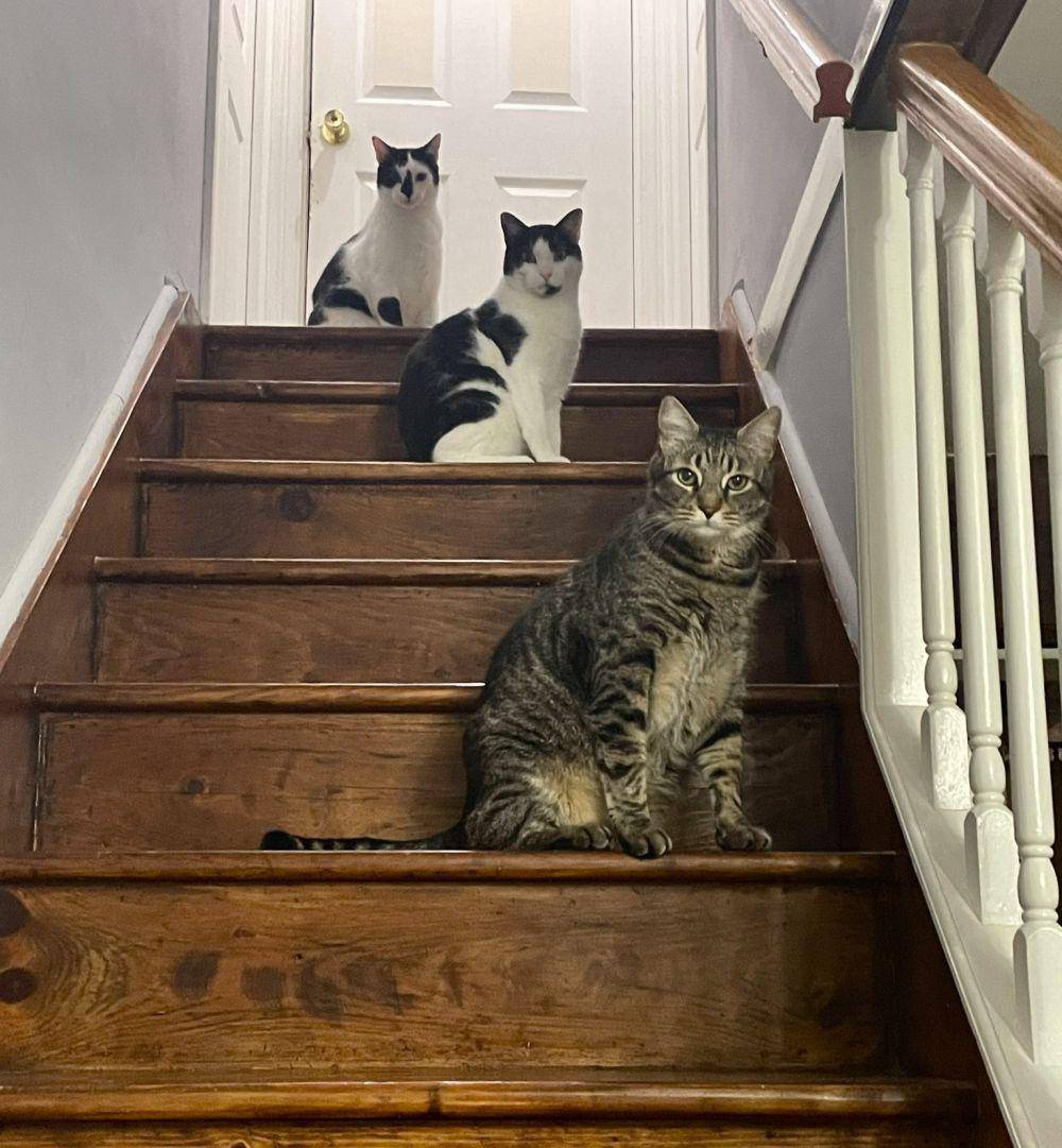 potret lucu gerombolan kucing di tangga (twitter.com/weirdlilguys)