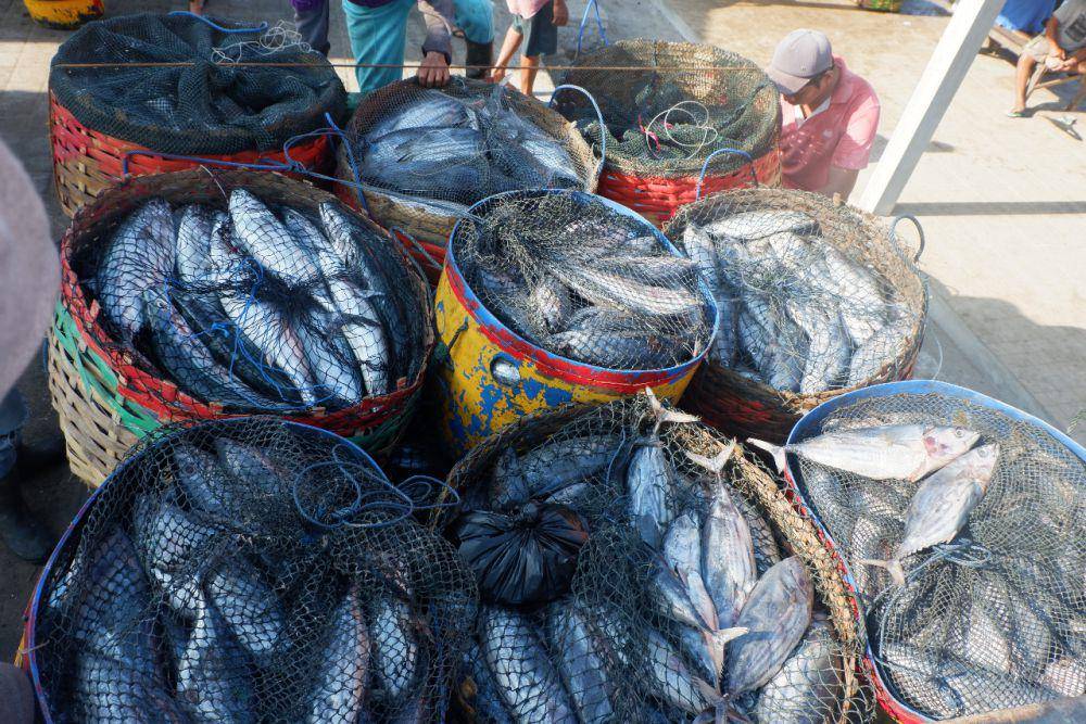 hasil tangkapan ikan (dok. Pribadi/FishGo)