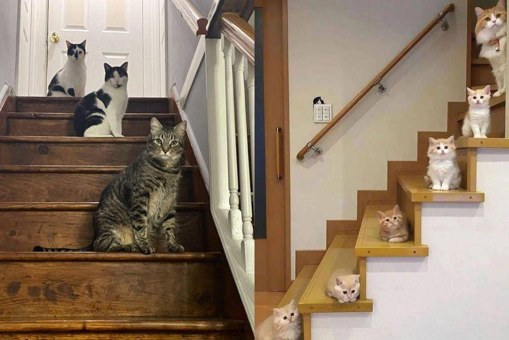 kolase potret lucu gerombolan kucing di tangga (twitter.com/weirdlilguys I twitter.com/AnimalPlanetIn)