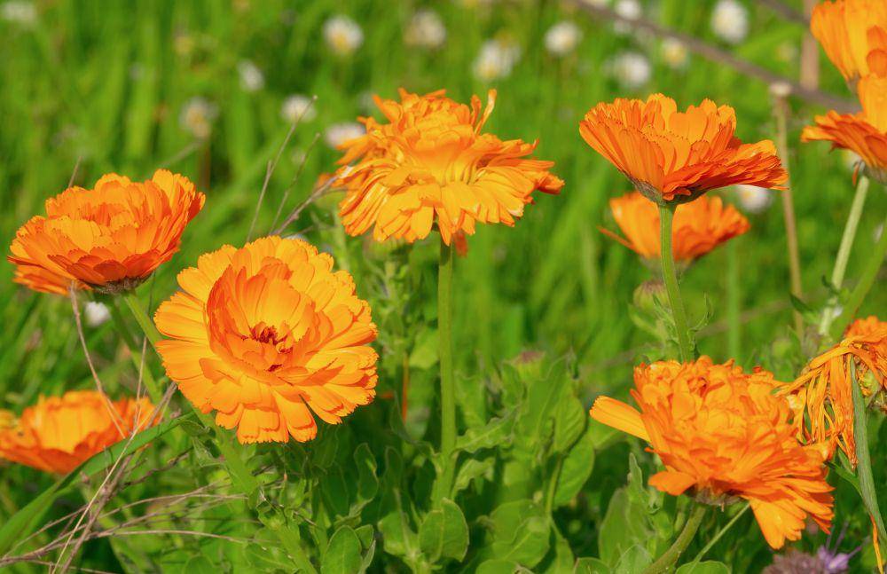 ilustrasi calendula (pexels.com/Couleur)