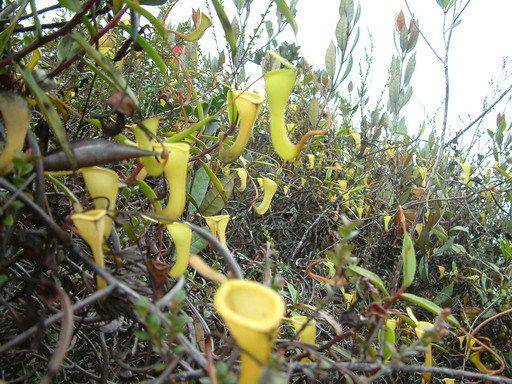 ilustrasi Nepenthes dubia (commons.wikimedia.org/Alfindra Primaldhi)