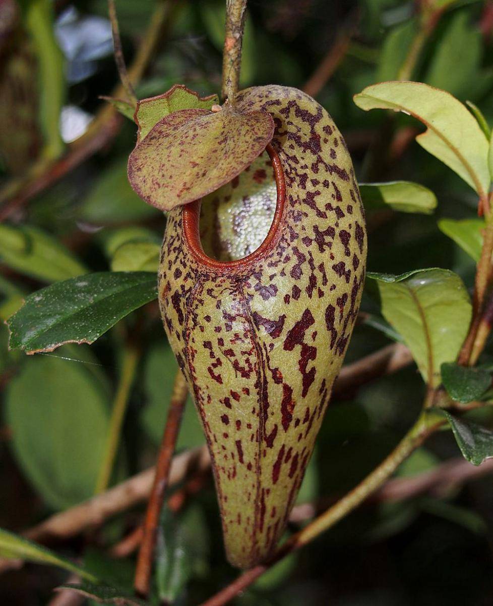 ilustrasi Nepenthes aristolochioides (commons.wikimedia.org/Wendy A. Mustaqim)
