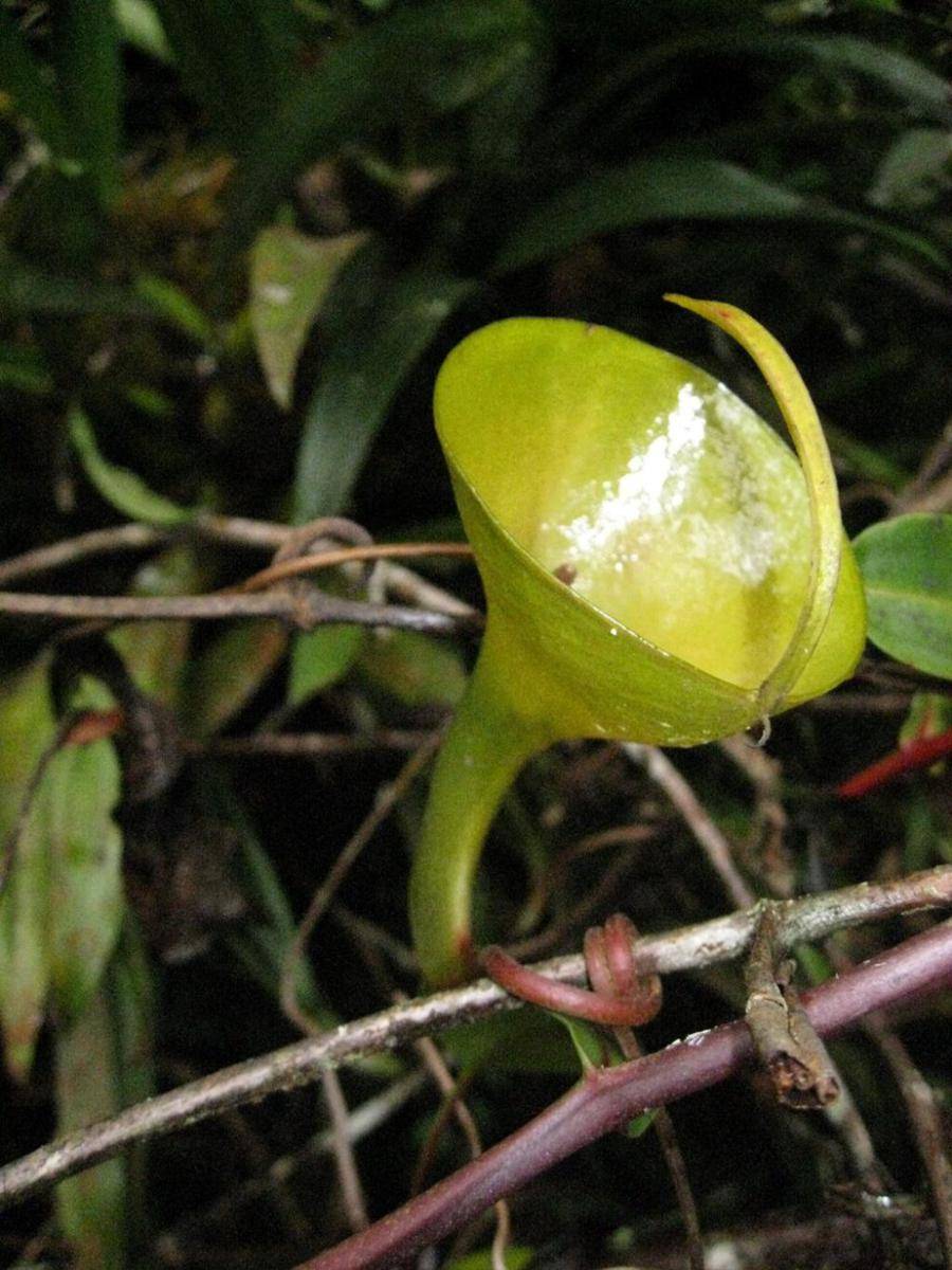 ilustrasi Nepenthes inermis (commons.wikimedia.org/Shawn Mayes)