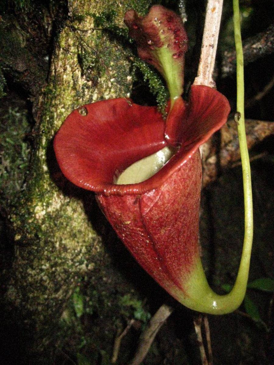 ilustrasi Nepenthes jacquelineae (commons.wikimedia.org/Shawn Mayesi)