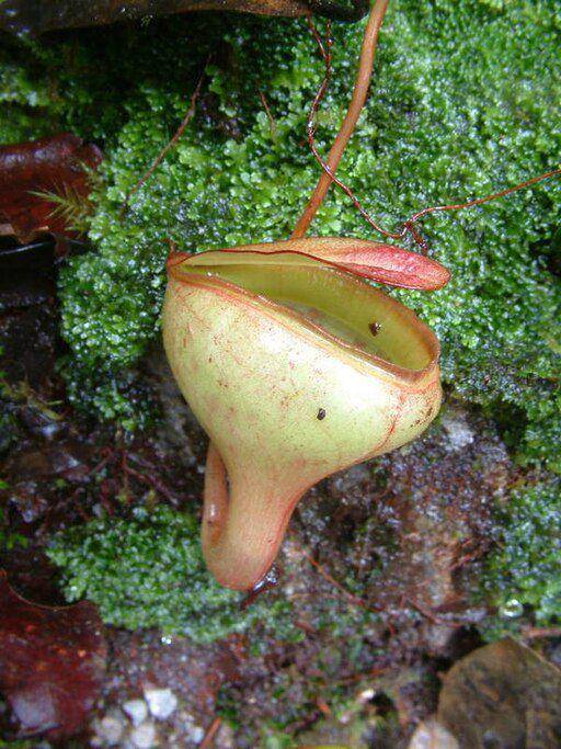 ilustrasi Nepenthes jamban (commons.wikimedia.org/Alfindra Primaldhi)