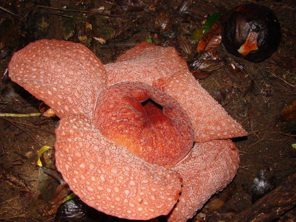 Rafflesia micropylora (commons.wikimedia.org/algodong)