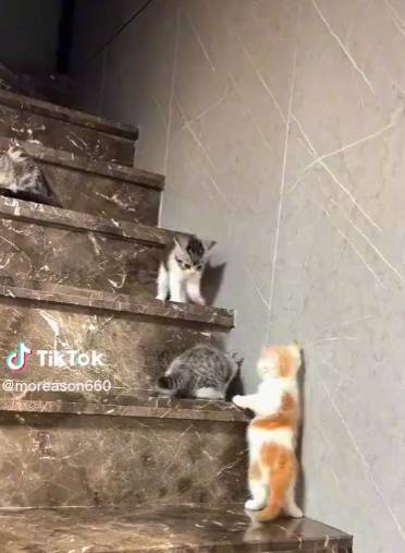 potret lucu gerombolan kucing di tangga (twitter.com/KancutMeleduk2)