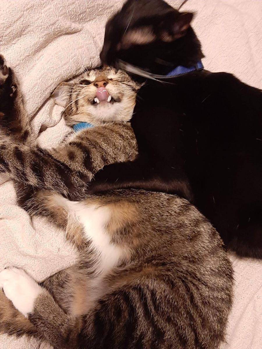 potret ekspresi kucing saat tidak menyukai sesuatu (reddit.com/user/comonbuddy)