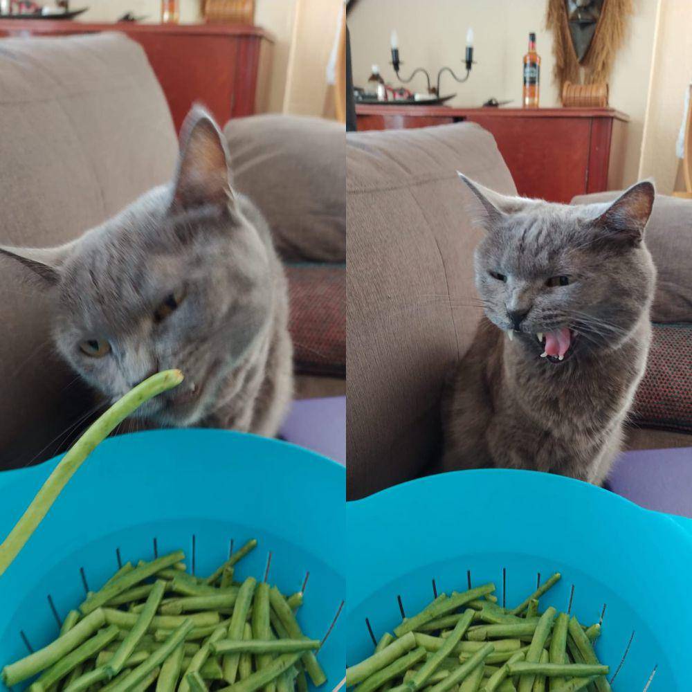 potret ekspresi kucing saat tidak menyukai sesuatu (reddit.com/user/stonerimam)