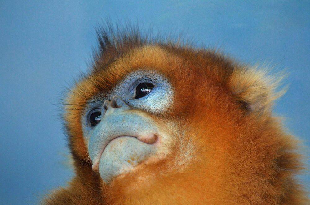 monyet  emas hidung pesek (commons.m.wikimedia.org/PieCam)