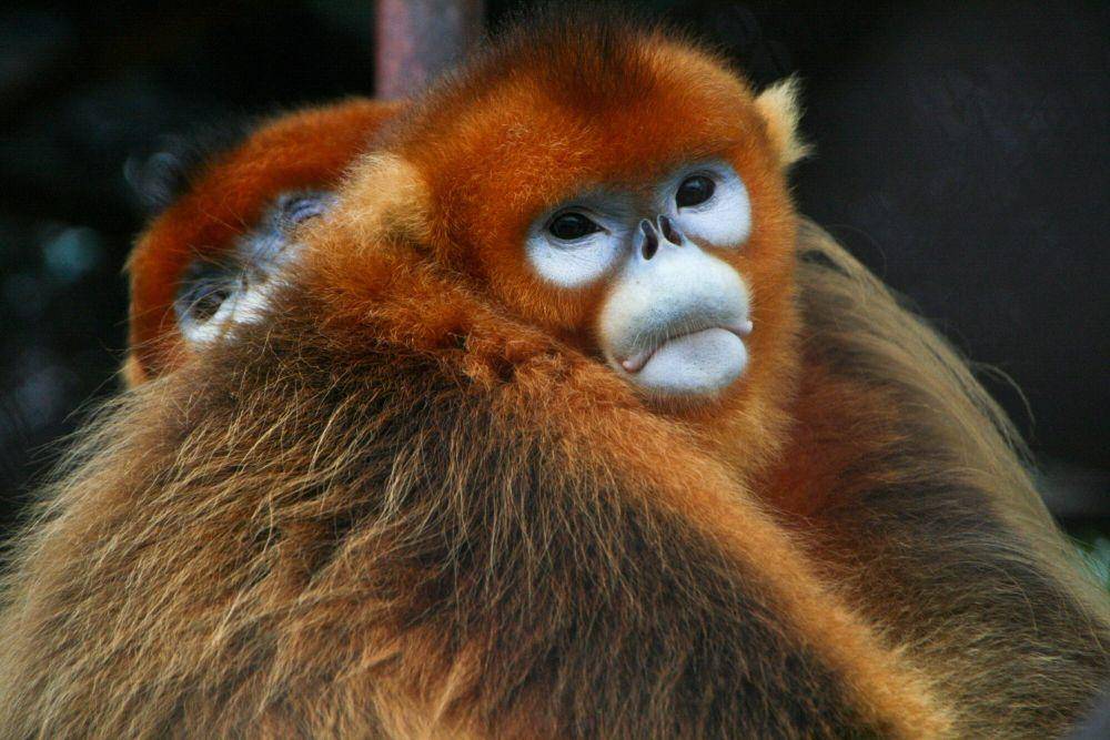 monyet emas hidung pesek (commons.m.wikimedia.org/Jack Hynes)
