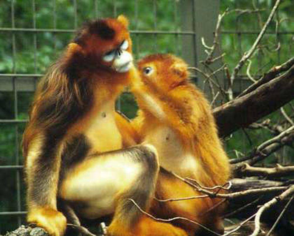 monyet emas hidung pesek (commons.m.wikimedia.org/Eva Hejda)