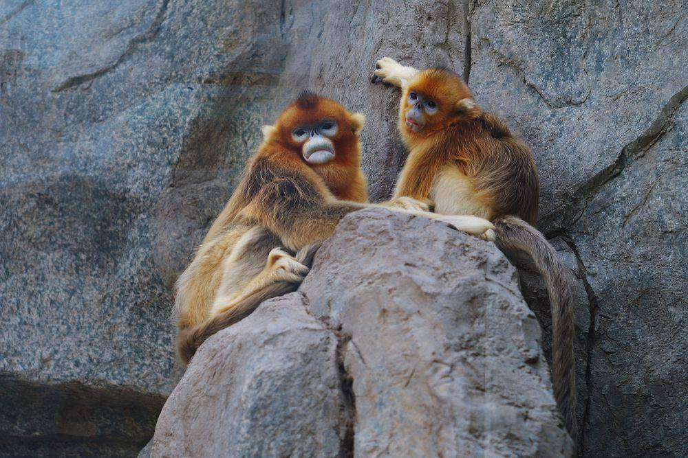 monyet emas hidung pesek (commons.m.wikimedia.org/Danielinblue)