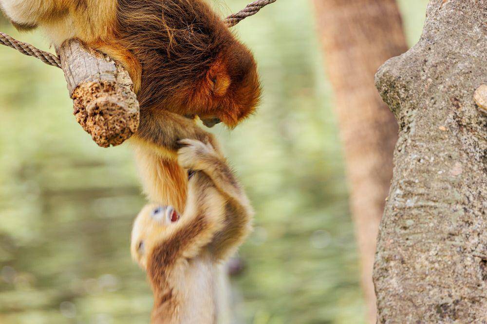 monyet emas hidung pesek (commons.m.wikimedia.org/Dinkun Chen)
