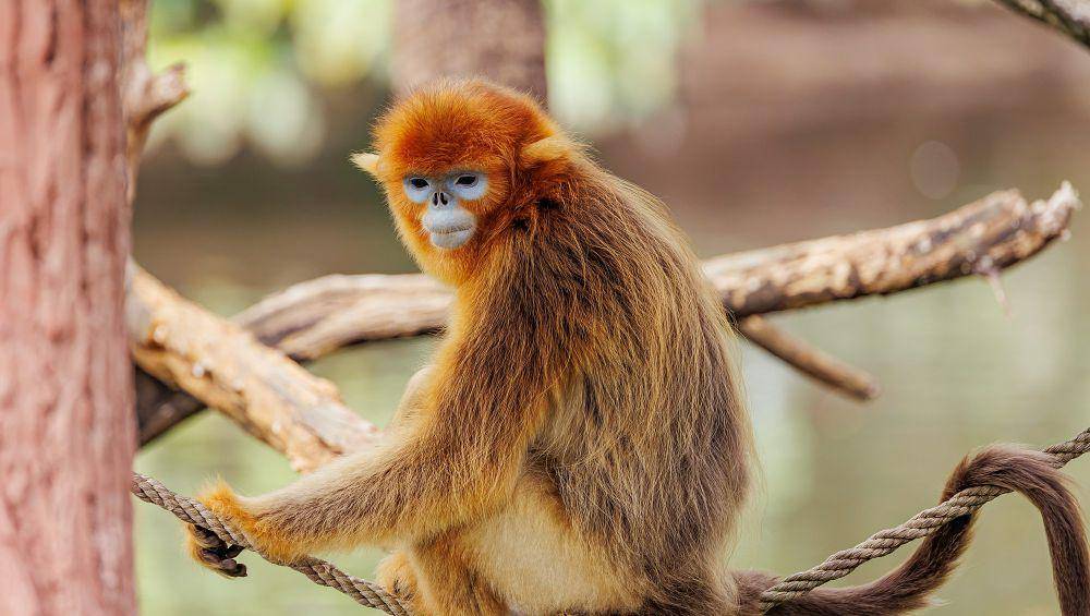 7 Fakta Monyet Emas Hidung Pesek, Apa Fungsi dari Hidung Peseknya?