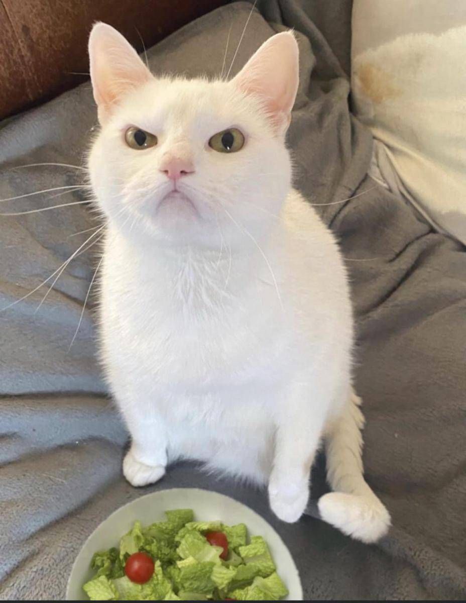 potret ekspresi kucing saat tidak menyukai sesuatu (reddit.com/user/miss-meow-meow)