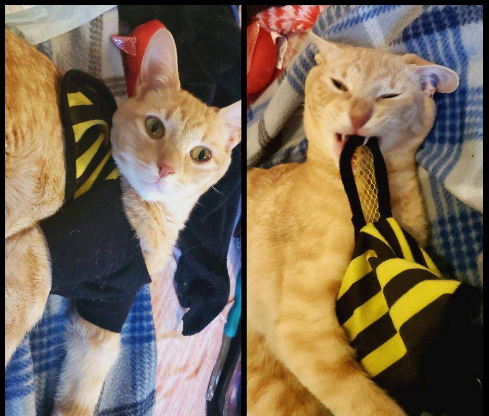 potret ekspresi kucing saat tidak menyukai sesuatu (reddit.com/user/Cronchy_Tacos)