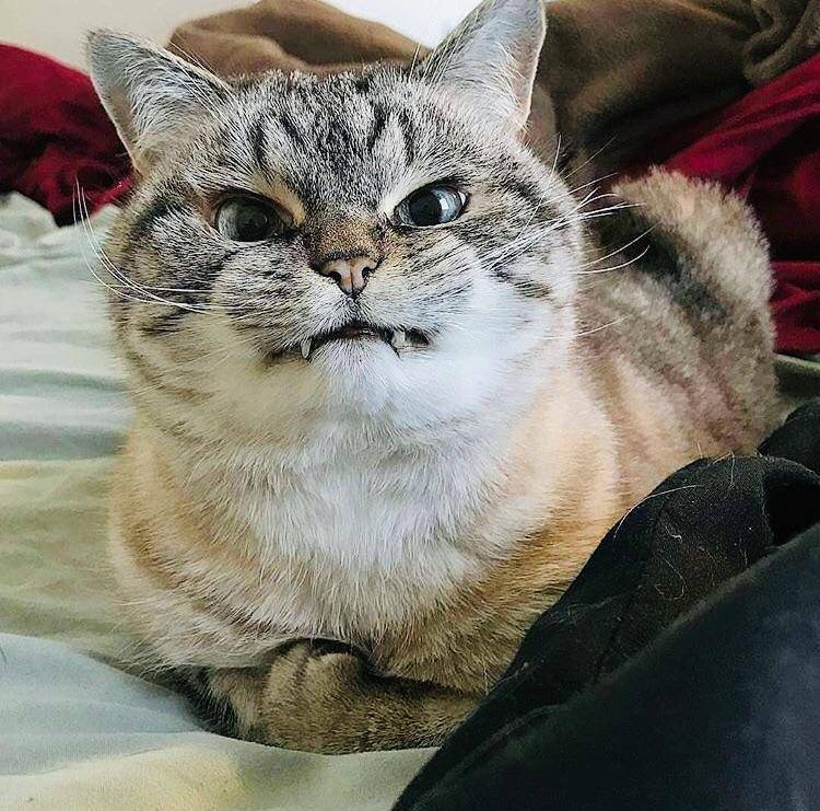potret ekspresi kucing saat tidak menyukai sesuatu (reddit.com/r/cats)