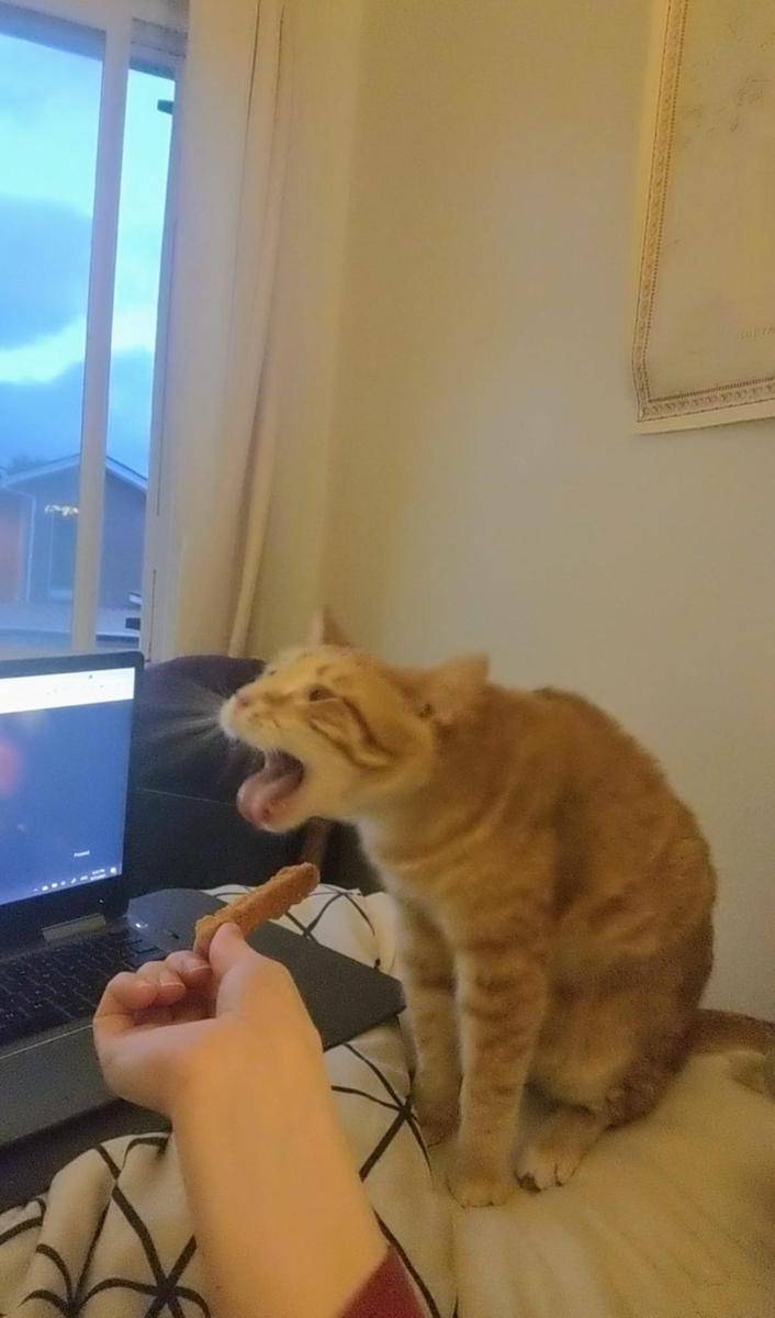 potret ekspresi kucing saat tidak menyukai sesuatu (reddit.com/user/Potential_Shake9250)