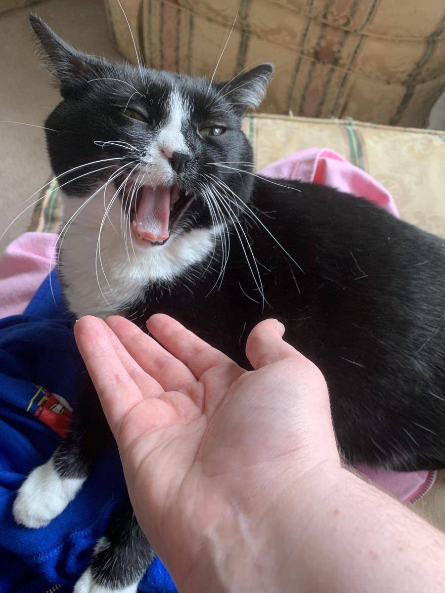 potret ekspresi kucing saat tidak menyukai sesuatu (reddit.com/user/agentiem)