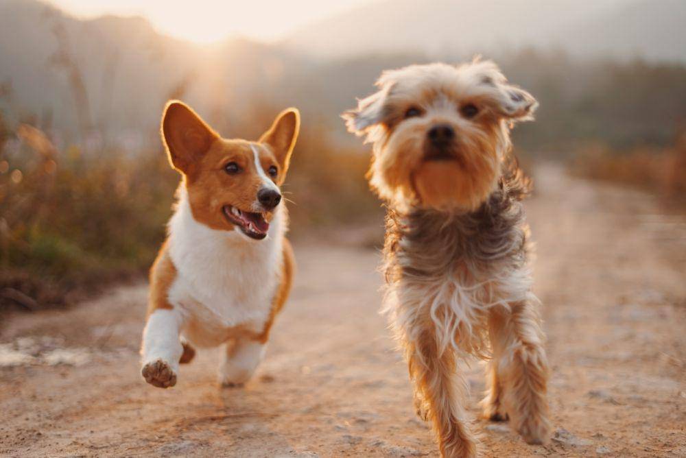 dua jenis anjing sedang berlari (unsplash.com/Alvan Nee)