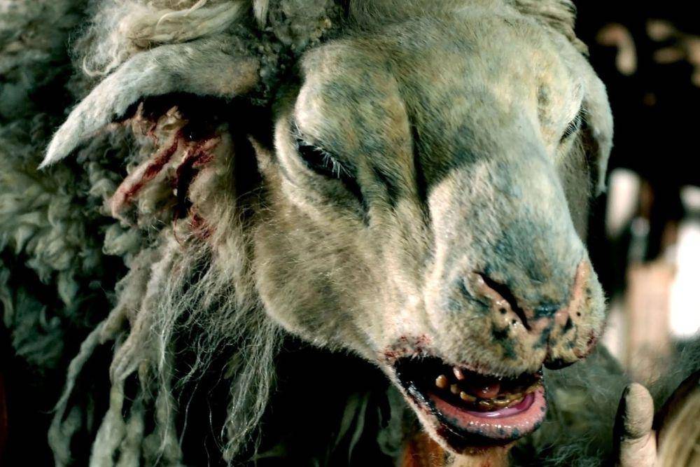 adegan dalam film Black Sheep (dok. Singlet Films/Black Sheep)
