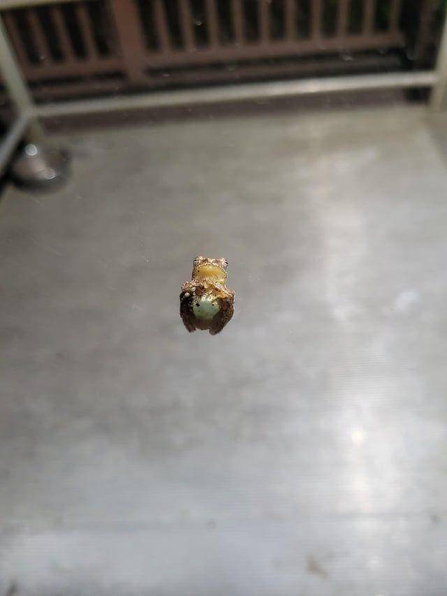 Potret kocak hewan dengan angle yang pas (reddit.com/user/Qwillpen1912)