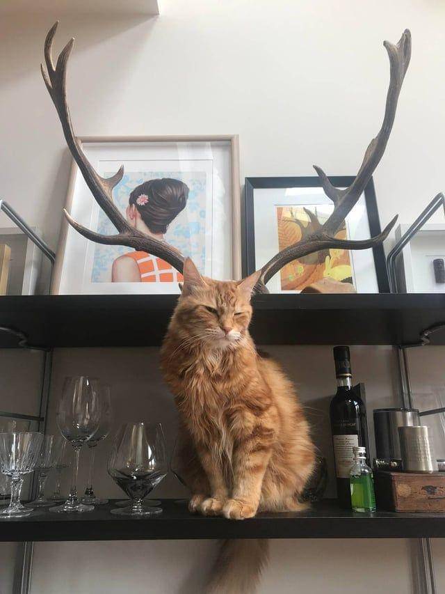 Potret kocak hewan dengan angle yang pas (reddit.com/user/OhBotSolo)