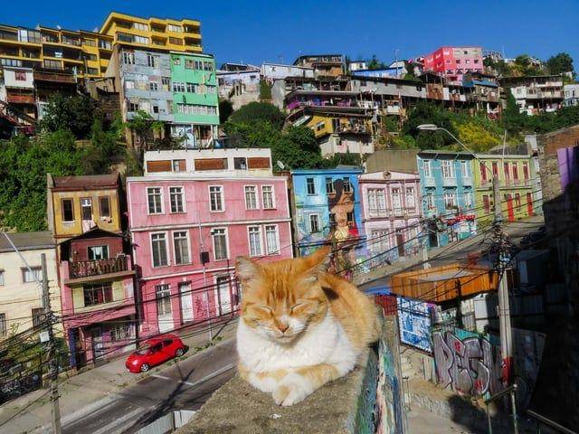 Potret kocak hewan dengan angle yang pas (reddit.com/user/fireflygirl01)