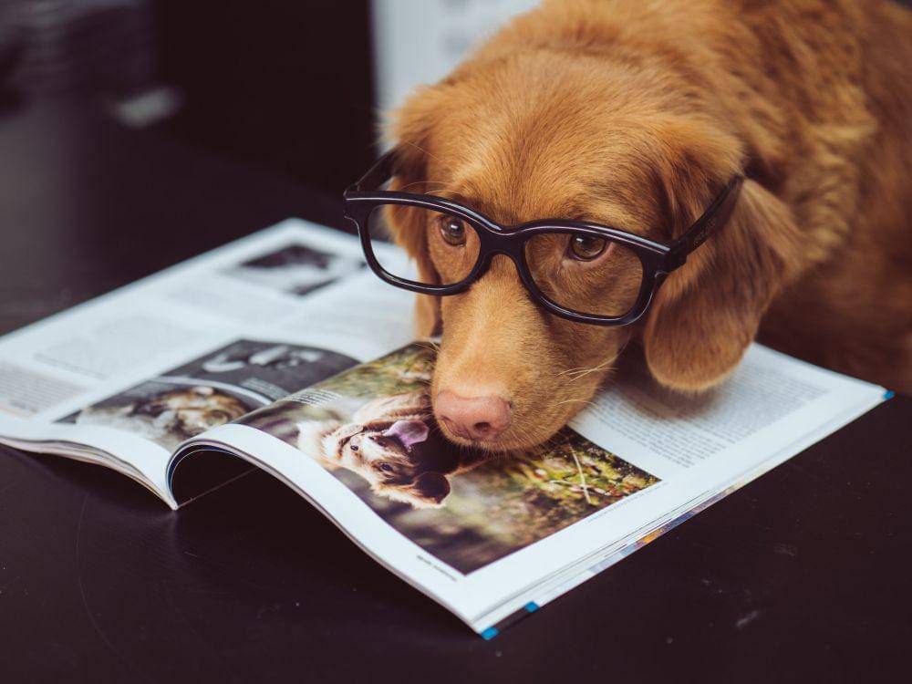 seekor anjing menggunakan kacamata (unsplash.com/Jamie Street)