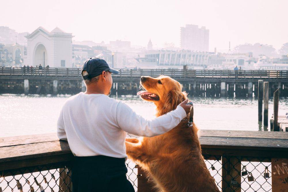 potret seekor anjing dan seorang manusia (unsplash.com/Pontus Wellgraf)