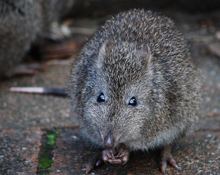 5 Fakta Potoroo Hidung Panjang, si Marsupial Kecil yang Mirip Tikus