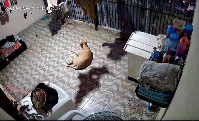 Potret kocak hewan dengan angle yang pas (reddit.com/user/MarchBrn)