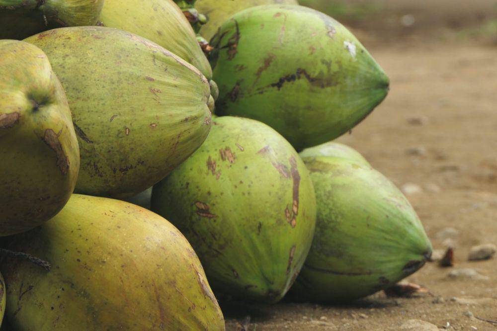 ilustrasi buah kelapa (unsplash.com/Utsman Media)