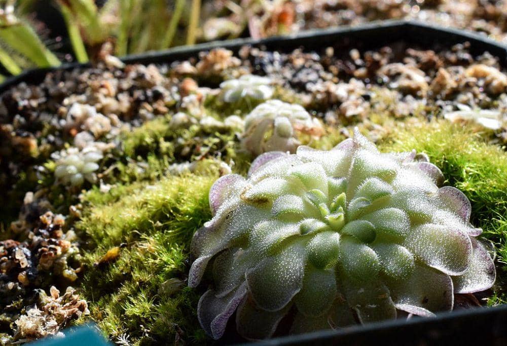 ilustrasi Pinguicula cyclosecta (commons.wikimedia.org/incidencematrix)