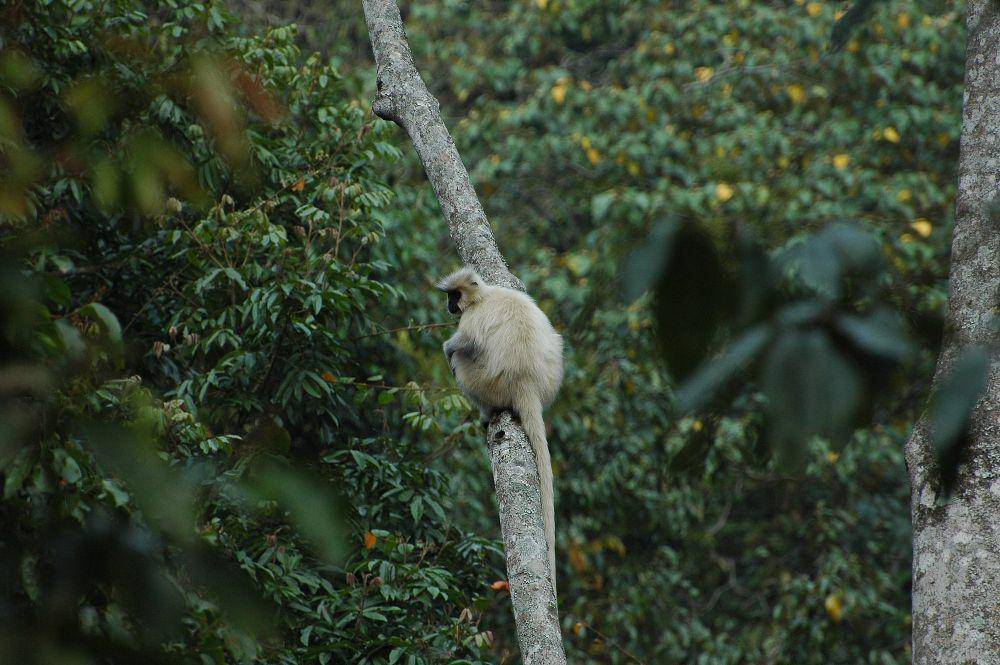 langur emas (commons.m.wikimedia.org/Phuentsho)