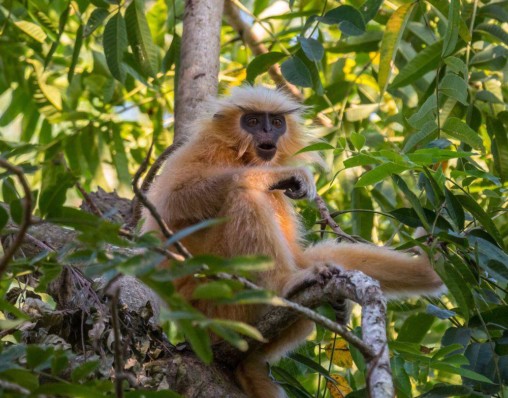 langur emas (commons.m.wikimedia.org/Johannes Bahrdt)