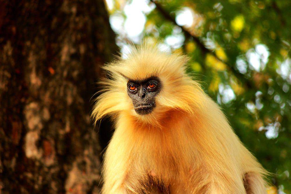 7 Fakta Menarik Langur Emas, Warna Bulunya Berubah Sesuai Musim