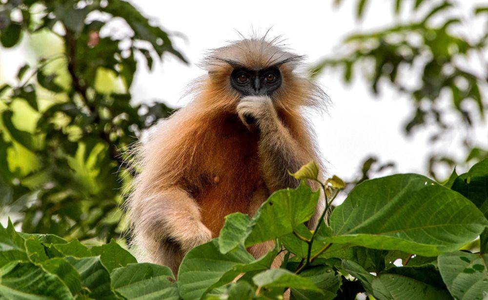 langur emas (commons.m.wikimedia.org/Jugal Bharali)